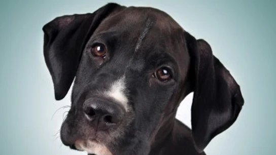 Los cinco motivos y significados por los que un perro te sostiene la mirada Los cinco motivos y significados por los que un perro te sostiene la mirada