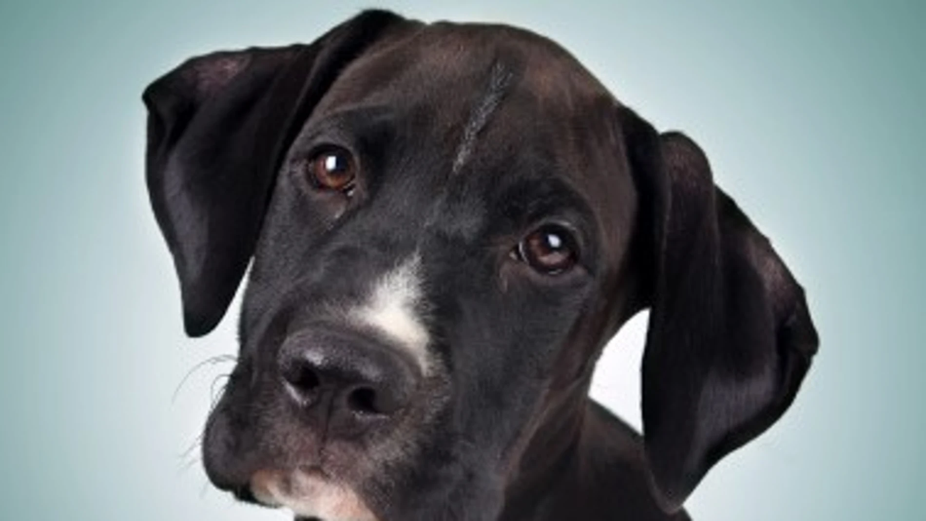 Los cinco motivos y significados por los que un perro te sostiene la mirada