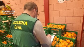 La Guardia Civil, interviniendo 20 toneladas de naranjas