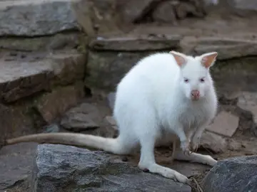 Ualabí albino Ualabí albino