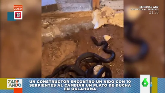 serpientes serpientes