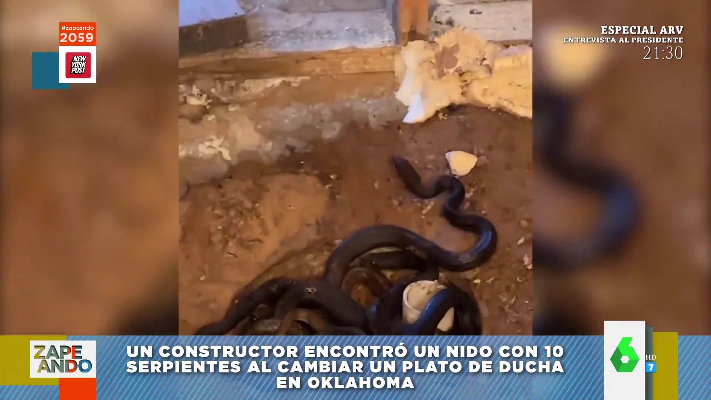 serpientes serpientes