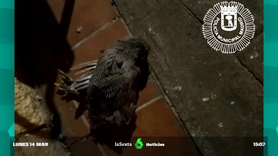 investigan animales investigan animales
