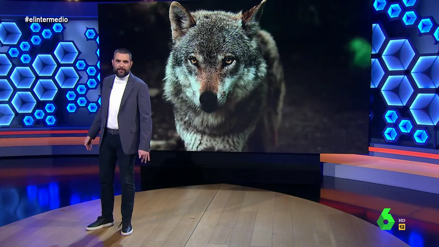 Dani Mateo, sobre la intromisión del lobo en la vida de los cántabros: "¿Qué pasa con Caperucita y su abuela?" Dani Mateo, sobre la intromisión del lobo en la vida de los cántabros: "¿Qué pasa con Caperucita y su abuela?"