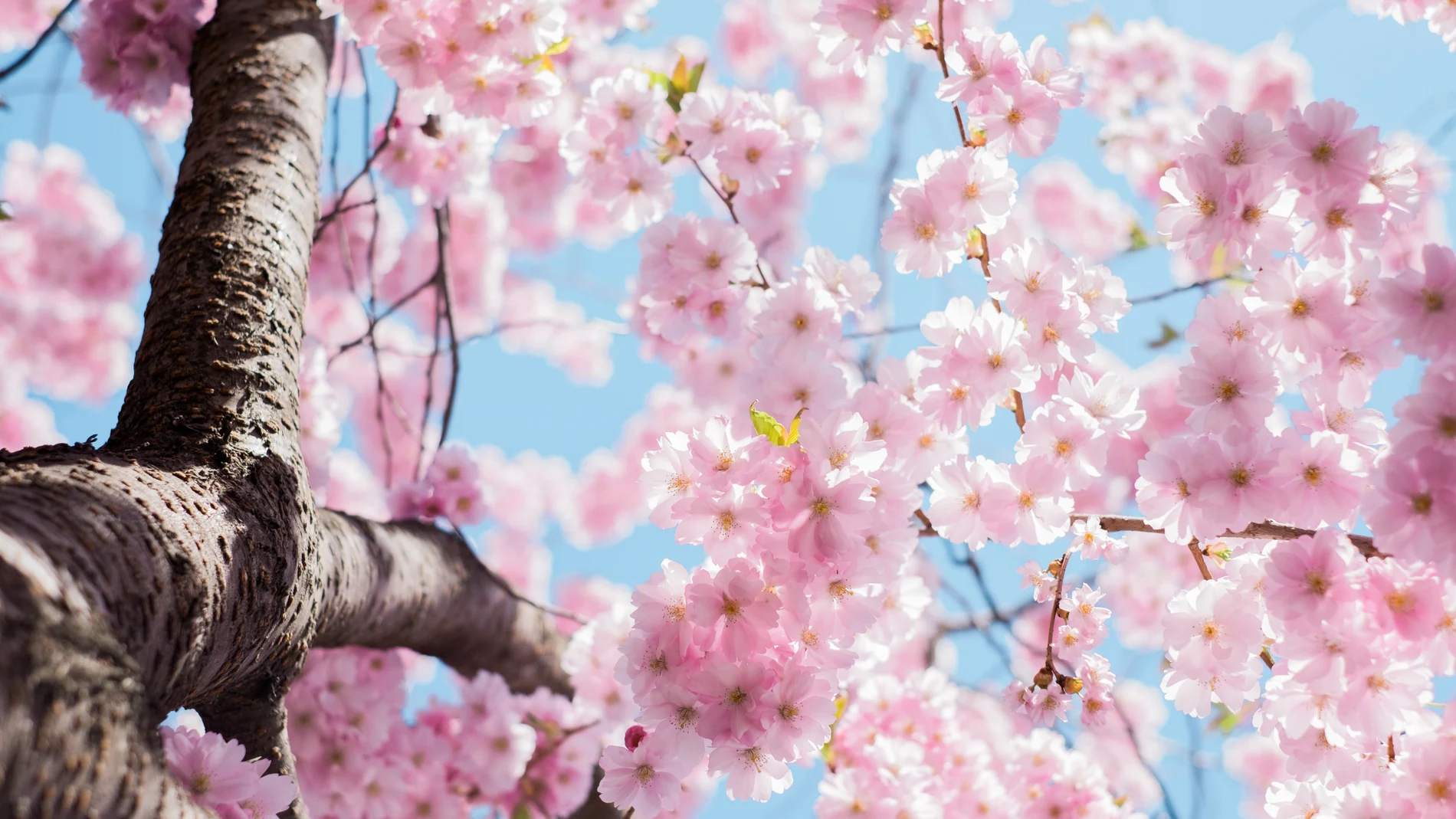 ¿Cuándo empieza la primavera de 2022 en España?