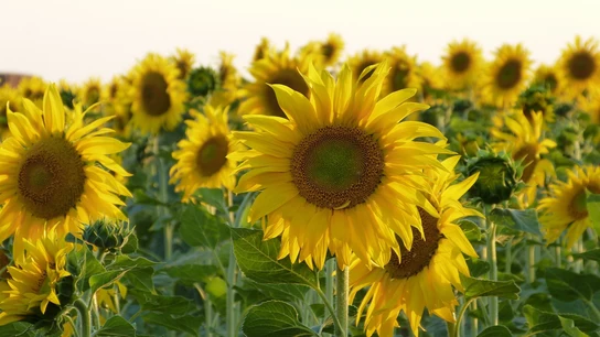 Fiebre por el aceite de girasol: estos son los productos afectados y las posibles soluciones Proviene de Ucrania y Rusia