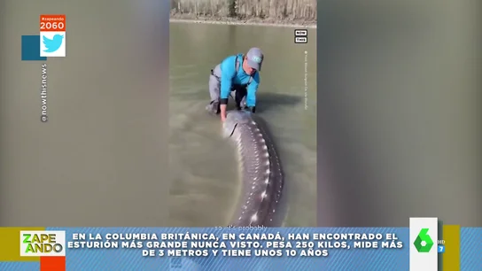 esturion grande esturion grande