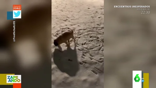 perra pene perra pene