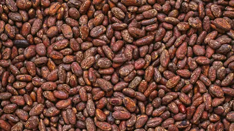Cacao Cacao