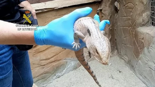 Imagen de un caimán enano encontrado en la finca Imagen de un caimán enano encontrado en la finca