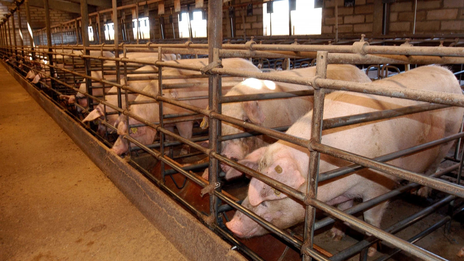 Imagen de archivo de una granja porcina.