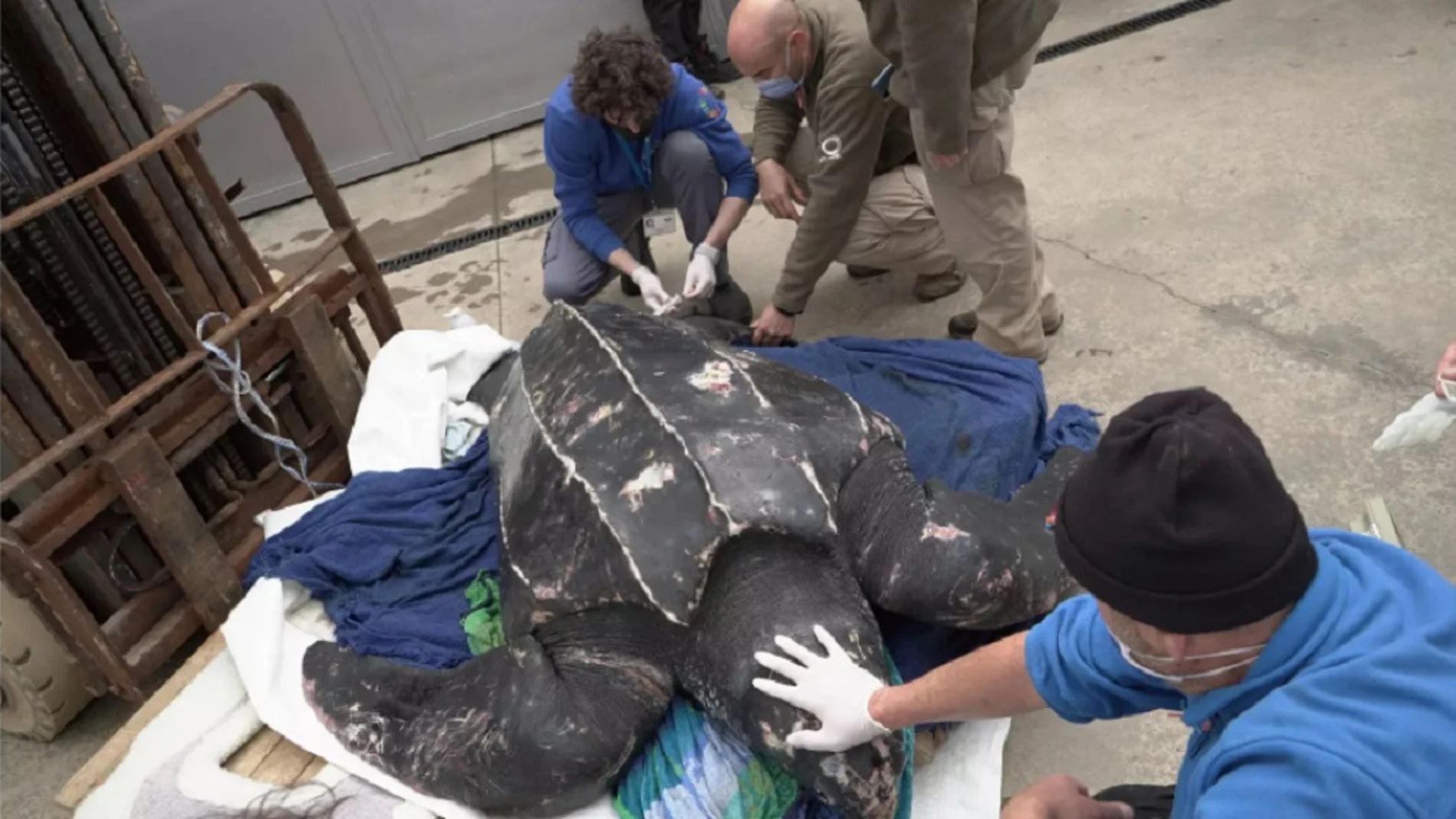 Imagen del ejemplar de tortuga laúd rescata en Murcia