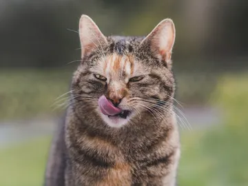 Gato atigrado Gato atigrado