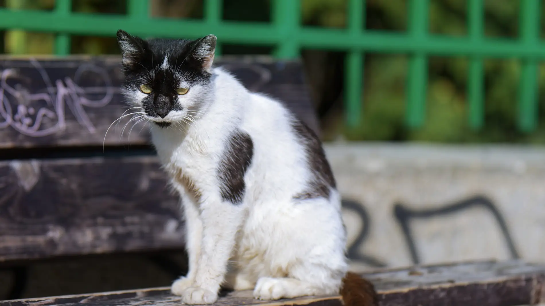 Gato callejero