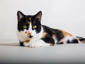 Gato Cálico Gato Cálico