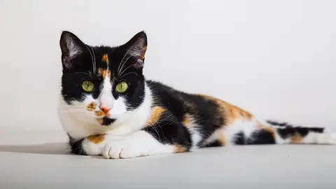 Gato Cálico Curiosidad Animal