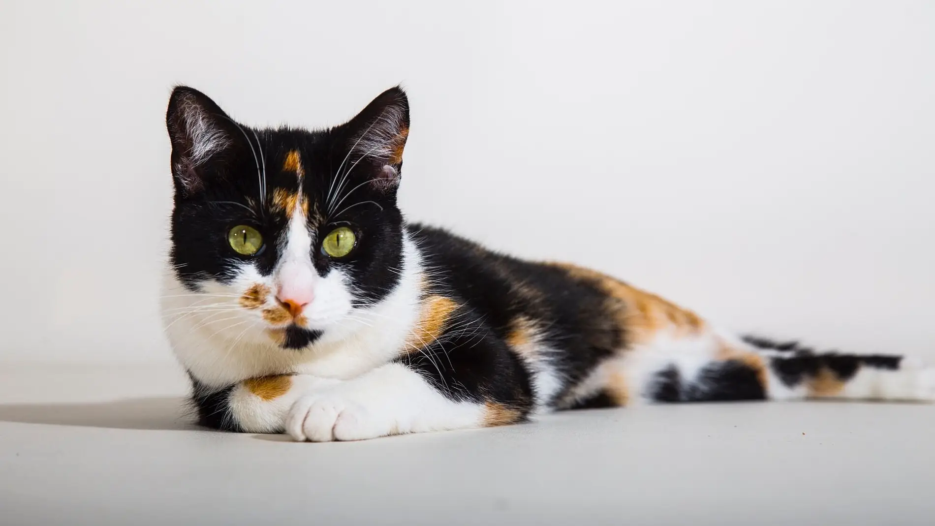 Casi temporal Médula Sabes de qué único sexo pueden ser los gatos de tres colores?