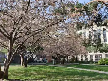 Los cerezos florecen en los parques de París Los cerezos florecen en los parques de París