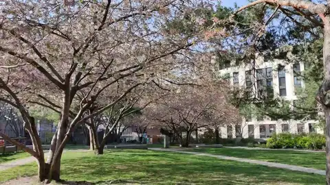 Los cerezos florecen en los parques de París Los cerezos florecen en los parques de París