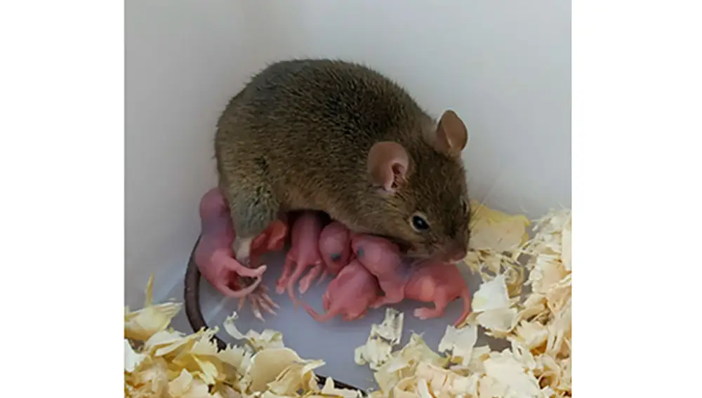 Una ratona tiene crías sin sexo ni inseminación artificial