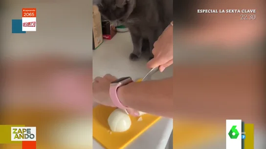 gato llorando gato llorando