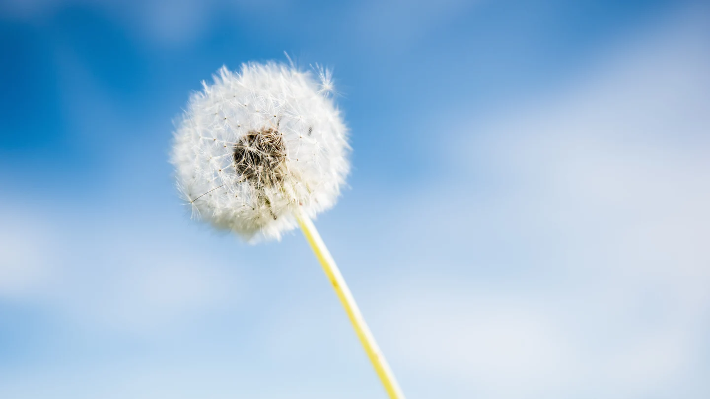 ¿Cómo afectará el polen a las personas alérgicas esta primavera? Estas son las previsiones para este año ¿Cómo afectará el polen a las personas alérgicas esta primavera? Estas son las previsiones para este año