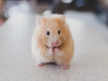 Ratón Ratón