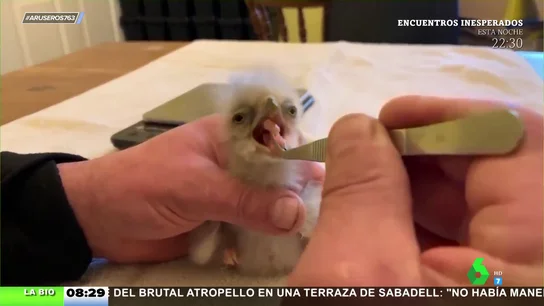 Aguila come por primera vez Aguila come por primera vez