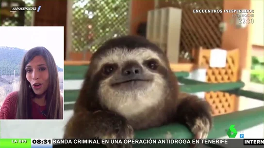 Perezoso aprende a escalar Perezoso aprende a escalar