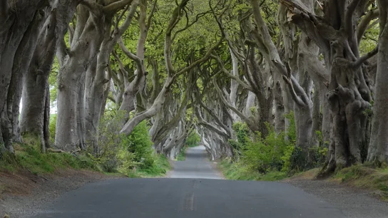 En efecto, es uno de los caminos más bonitos de Irlanda del Norte. En efecto, es uno de los caminos más bonitos de Irlanda del Norte.