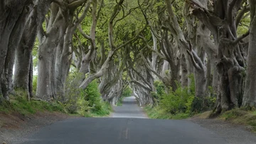 En efecto, es uno de los caminos más bonitos de Irlanda del Norte.