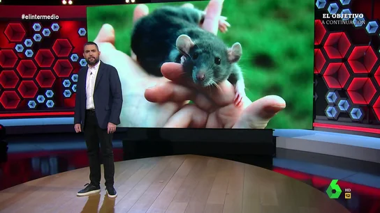 La sorprendente comparación de Dani Mateo entre una investigación con ratas y la saturación informativa de los últimos años La sorprendente comparación de Dani Mateo entre una investigación con ratas y la saturación informativa de los últimos años