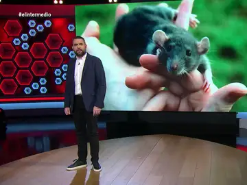 La sorprendente comparación de Dani Mateo entre una investigación con ratas y la saturación informativa de los últimos años