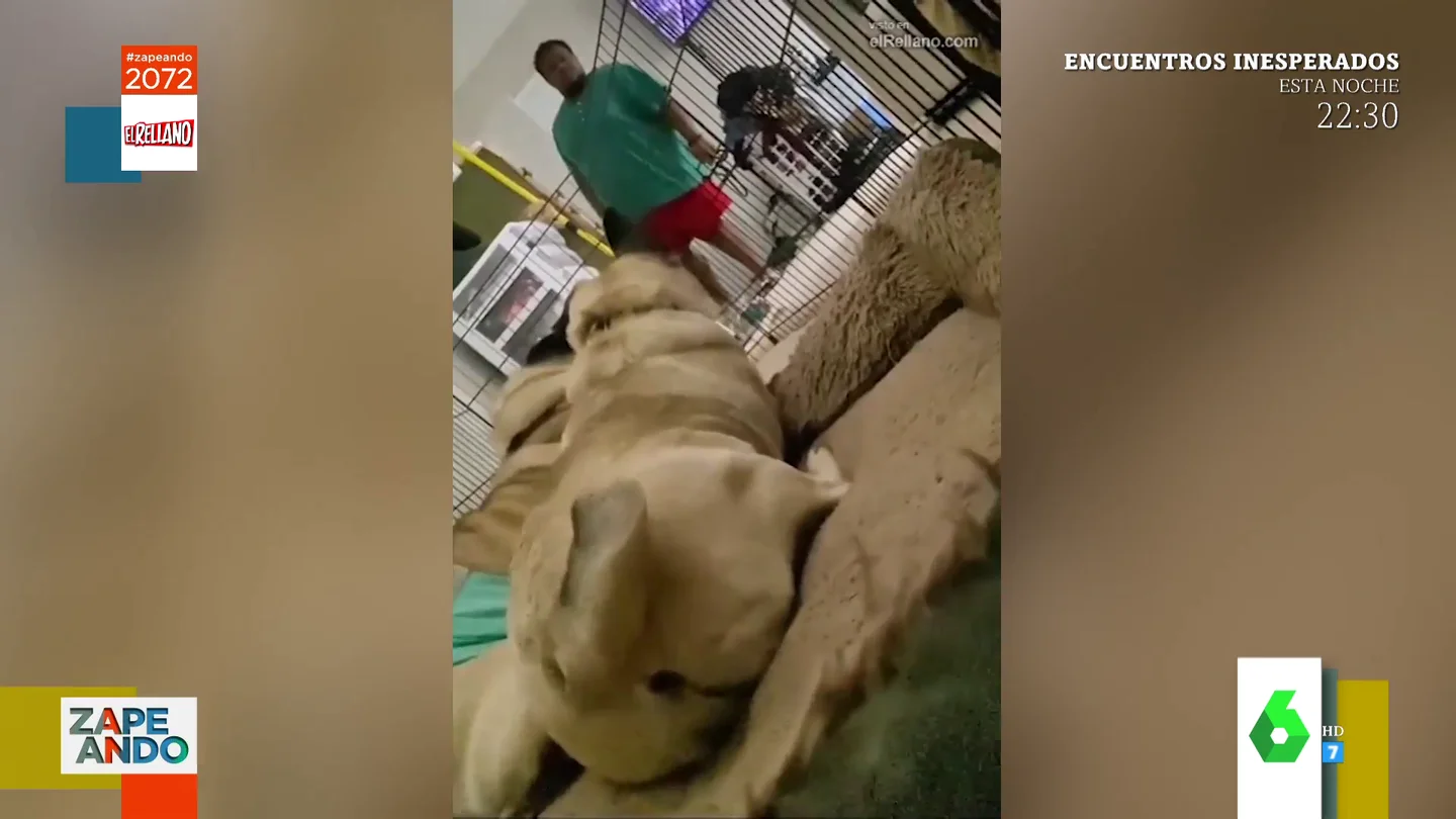 perros perros