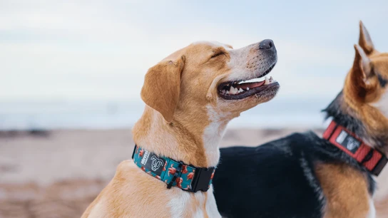 Tus mascotas sí lo harían: ¿dónde tiras sus residuos? Tus mascotas sí lo harían: ¿dónde tiras sus residuos?