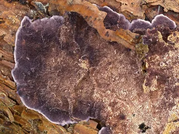 Hongo Trichaptum Hongo Trichaptum