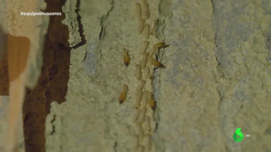 Un insecto invasor que se reproduce a 10.000 huevos diarios pone en jaque a la isla de Tenerife Un insecto invasor que se reproduce a 10.000 huevos diarios pone en jaque a la isla de Tenerife