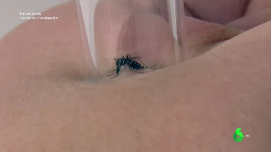 La invasión del mosquito tigre en España "aumenta el riesgo de transmisión de enfermedades vectorizadas" La invasión del mosquito tigre en España "aumenta el riesgo de transmisión de enfermedades vectorizadas"