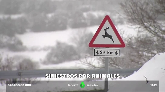 Los siniestros de tráfico provocados por animales, en auge Los siniestros de tráfico provocados por animales, en auge