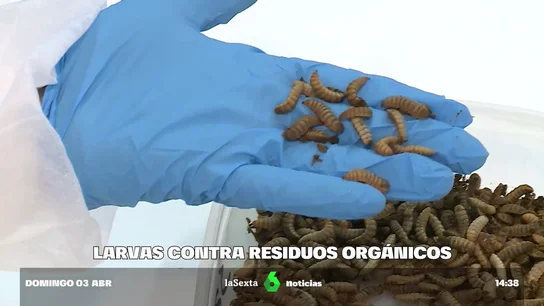 LARVAS LARVAS
