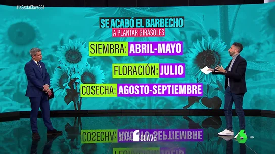 GIRASOLES GIRASOLES
