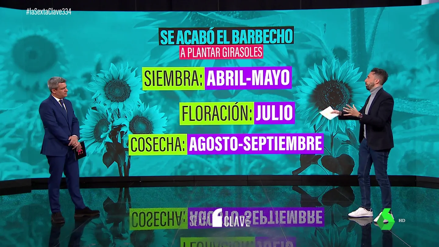GIRASOLES GIRASOLES