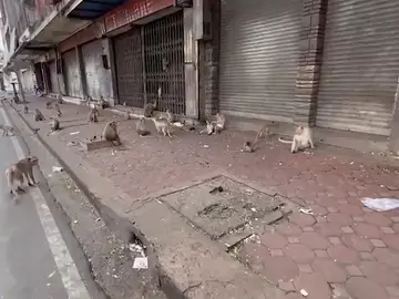 Unos comerciantes de Tailandia tienen que abandonar sus locales por una invasión de monos Unos comerciantes de Tailandia tienen que abandonar sus locales por una invasión de monos