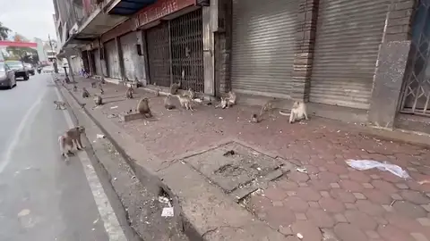 Unos comerciantes de Tailandia tienen que abandonar sus locales por una invasión de monos Unos comerciantes de Tailandia tienen que abandonar sus locales por una invasión de monos