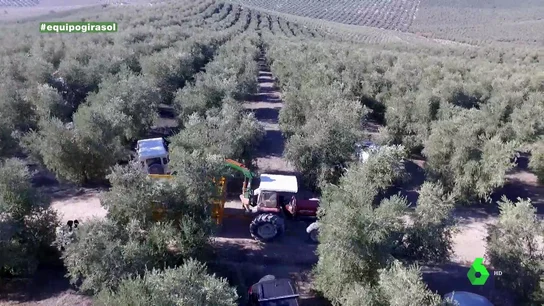 La solución del ministro de Agricultura para el desabastecimiento de aceite de girasol: "Podemos plantar girasol; tenemos 21,5 millones de superficie agraria útil" La solución del ministro de Agricultura para el desabastecimiento de aceite de girasol: "Podemos plantar girasol; tenemos 21,5 millones de superficie agraria útil"