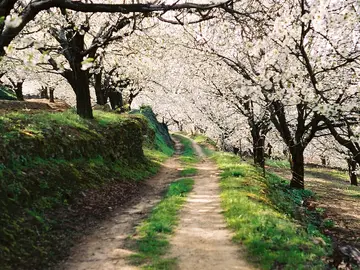 Valle del Jerte: esta es la curiosa leyenda que tiene una estrecha relación con los cerezos en flor Valle del Jerte: esta es la curiosa leyenda que tiene una estrecha relación con los cerezos en flor