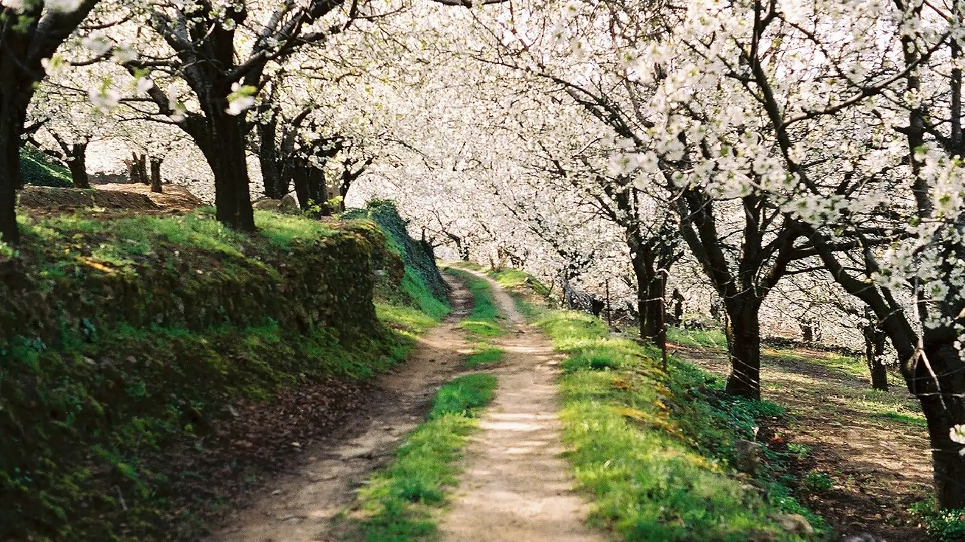 Valle del Jerte: esta es la curiosa leyenda que tiene una estrecha relación con los cerezos en flor