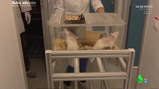 Experimento con ratas Experimento con ratas