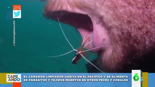 camaron camaron
