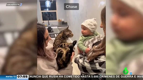 gatos bebé gatos bebé